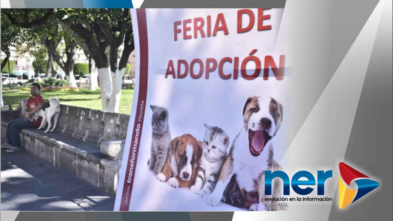 Centro canino de Morelia con 30 perros en espera de encontrar un hogar -  NER - Evolución en la información