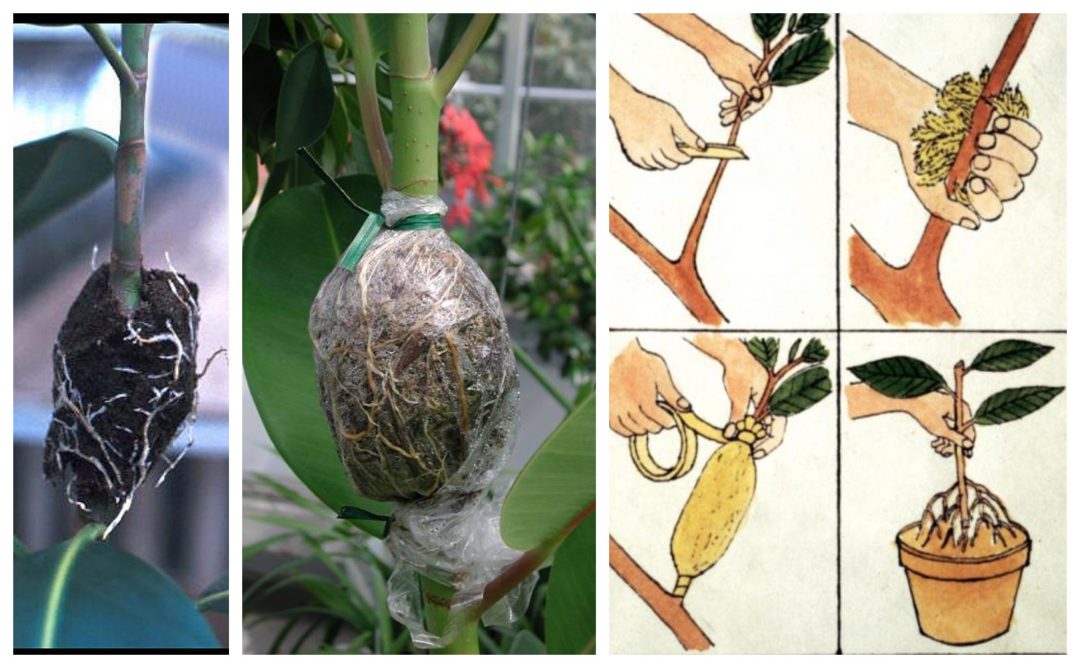 Cómo hacer un acodo aéreo para multiplicar frutales (y otras plantas) - NER  - Evolución en la información